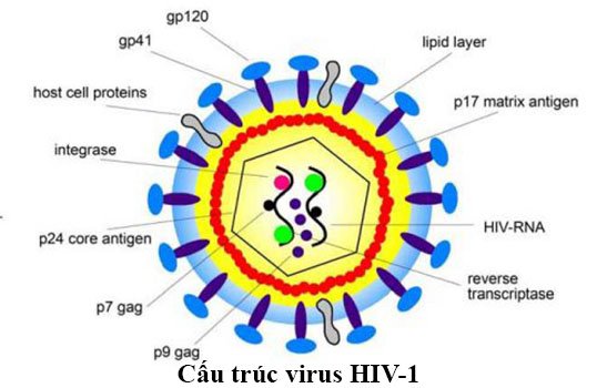 Cấu trúc virus HIV-1